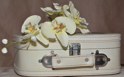 Come prendersi cura delle orchidee