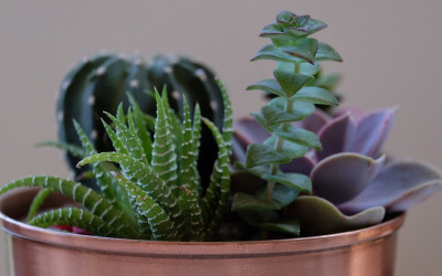 Cura delle piante grasse in casa